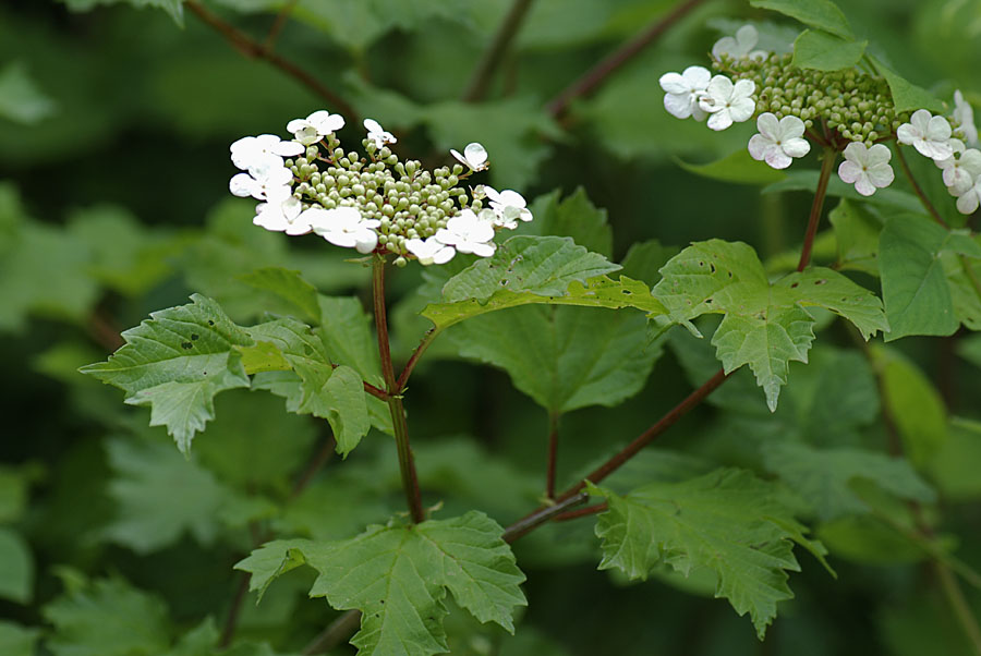 Viburnum opulus / Palla di neve